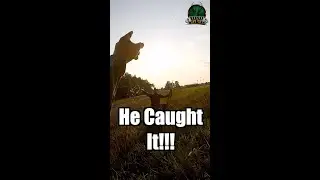 🤯НЕВЕРОЯТНЫЙ УЛОВ! Охота на голубей: выстрел и поимка! #шорты #охота #охотанаголубей