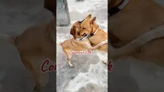 Dog Belt Pack of 5 Under ₹150 😍 | Meesho Review | Budget Pet Product #meesho #fypシ゚viral #dogbelt