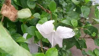 🌸 Beautiful White Hibiscus Flower | Khubsurat Safed Gul
