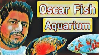 #aquaworld #aquarium #shorts #viralvideo Oscar fish aquarium short video-2