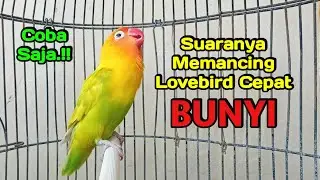 Lovebird Ngekek Panjang FIGHTER KOEK KOEK Memancing EMOSI, Lovebird Manapun Langsung ikut BUNYI