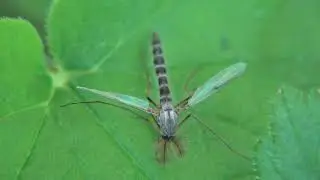 Dansmug - Chironomidae indet