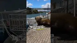 Я не знал, что морские львы умеют лаять 😳
