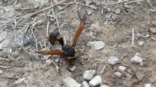 Mining Behaviour of Oreumenes Potter Wasp