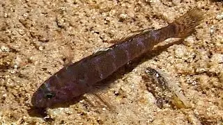 &copy; Рыбы Чёрного моря. Gammogobius steinitzi - новый вид бычка в Чёрном море // Steinitz's goby