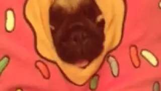 Die Welt von Molly Mops