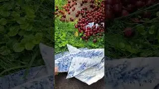 #picking #gooseberries #doublework #berry #shortsfeed #shorts #asmr