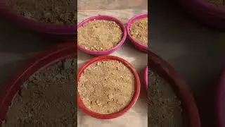 #one plant give more small plant.....#garden #plant #flowers #plant #gardening