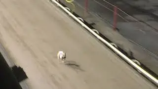 Greyhound 2026- 19.01.2026 Trial 5