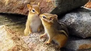 돌탑 사이로 숨은 다람쥐 몽키 Chipmunk Moonkey Hides In The Stone Pile