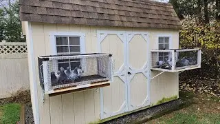 My old pigeon loft (El palomar viejo #pigeonracing #pigeon