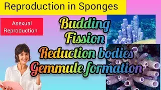 Reproduction in Sponges/ Porifera