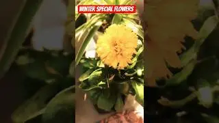 #winter #flowerblooming #mera terrise garden 💐 dikhe aapko#shorts #pansy #garden #gardening #flowers