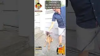 ITO ANG WALANG KWENTANG SDN - Superdog Nutrition Dog Food...