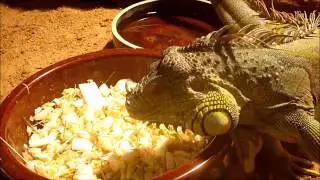 Chamele&oacute;n