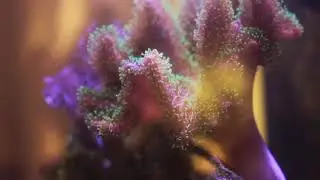 Lofi Reef Aquarium vibes to find yourself to - Volume 1