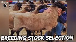 How We Pick Sheep For Use As Breeding Stock 