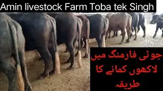 Jhoti farming in pakistan | How to Earn in Jhoti farming