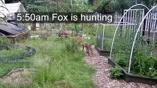 Fox Caught A Rabbit