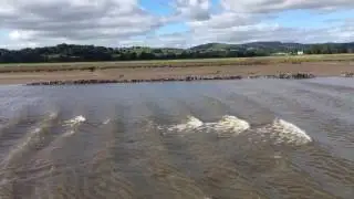 Bore Tide on the Nith