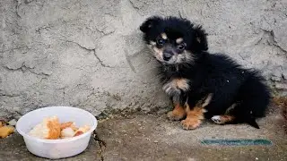 When She Finally Got Adopted &mdash; You Have to See Her Reaction 😭