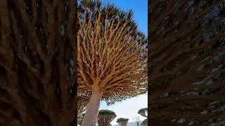 Самый необычный остров В МИРЕ!😍 #socotra  #сокотра #остров #туры