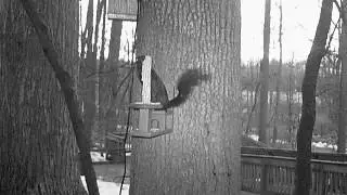 2016 02 17 17 42 46 SquirrelFeeder NatureWindow BlackSquirrels