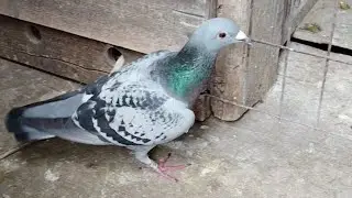 How just how? ... Pigeon racing with TFB ELLIS