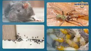 Why Western Pest Control?