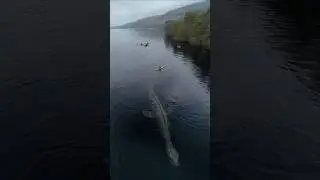 Лох-несское чудовище засняли на видео с дрона &mdash; наконец-то доказательство?