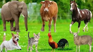 Cute Farm Animal Sounds: Sheep, Cow, Buffalo, Horse, Pig, Duck, Cat, Goat, Rhinoceros &ndash; Animal Video