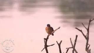Shenton Safaris: Smallest Hunter of the Hippo Hide?