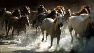 Amazing Galloping Horses 1080p HD online video cutter com1123