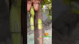 grape VINE grafting-how to grafting grape tree new technique easy method #vines #grafting