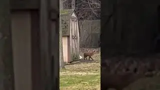 Лисы в пригородах