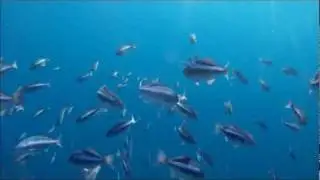 Kelp Paddy life
