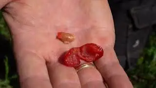 Florianka, Een Kornoelje-kers met verschillende gebruikseigenschappen