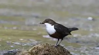 Dipper at the River Dove