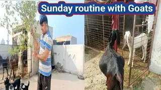 (146) Sunday special vlog routine/Daily routine Of Goat farming