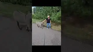 Walking with the Donkey family