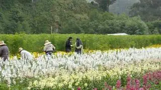 Harvesting Flowers in HMB