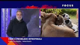 Cani e Problemi Intestinali