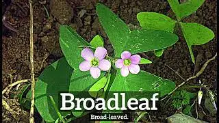 How Does Broadleaf Look? | What is Broadleaf? | How to Say Broadleaf in English?