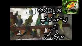 What is better for breed Matki Yah Breeding Box Konsa Bahter Hay?box or matki ma farak,breeding tips