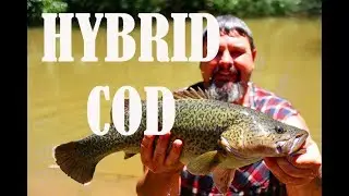 Catching a Murray cod/Trout cod hybrid on the new Chickens hit