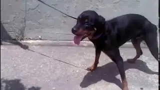 Ataxias en el perro