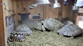 Fuimos a conocer las tortugas de nuestro amigo Joseci! 