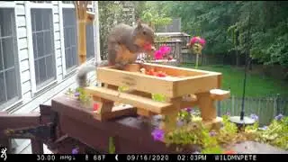 WildmanPete Squirrel Picnic