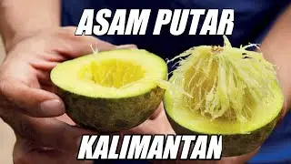 BUAH ASAM PUTAR KALIMANTAN