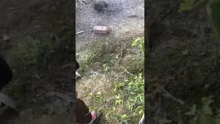 Kenit cari APA ??? | 7 Hari Mencintaiku 2